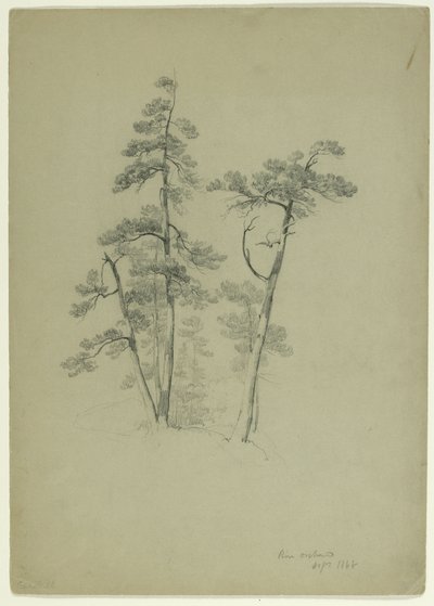 Study of Trees, Pine Orchard, Catskill, New York by Asher Brown Durand